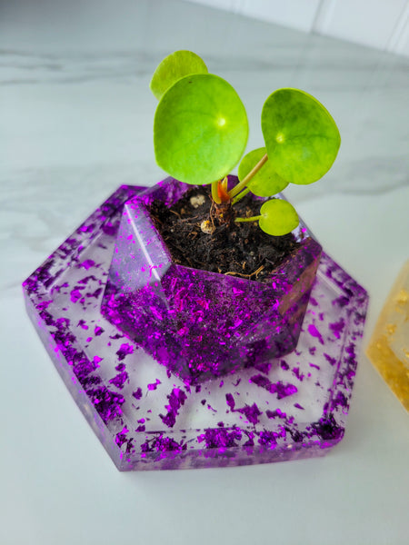 Mini Succulent Planter 1.5"