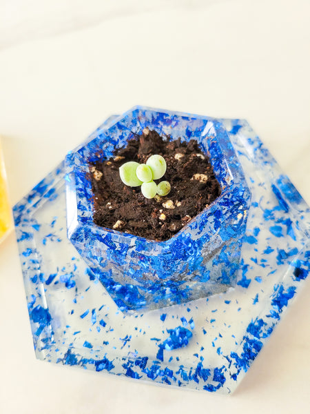 Mini Succulent Planter 1.5"